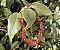 Pulseira Coral Vermelho - Imagem 1
