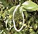 Pulseira Labradorita - 4mm - Imagem 2