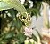 Brinco Argola Mini Quartzo Rosa - Dourado - Imagem 2