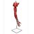 Braço com Músculos, vasos, nervos em 6 partes, em PVC (Sdorf) - Imagem 1