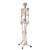 Esqueleto Humano Padrão de 1,70cm de Altura, em PVC, completo com todos os ossos, mod.: SD5000 (Sdorf) - Imagem 1