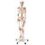 Esqueleto Humano Padrão de 1,70cm de Altura, Articulações com ligamentos e Inserções  Musculares, mod.: SD5001 (Sdorf) - Imagem 1