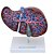 Fígado Luxo, tamanho natural, mod.: SD5049 (Sdorf) - Imagem 1