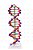 Dupla hélice de DNA SD5069 (Sdorf) - Imagem 1