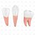 Modelo anatômico de dentes em 6 partes, ampliados em aproximadamente 10 vezes, unidade, mod.: SD5059/H (Sdorf) - Imagem 1