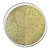 Agar Cromogênico Listeria Base (ISO 11290-1), Frasco com 500 g, mod.: K25-1345 (Kasvi) - Imagem 1