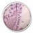 ❆ Ágar cromogênico Salmonella, frasco com 500 gramas K25-1122 (KASVI) - Imagem 1