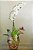 Orquídea phalaenopsis branca - Imagem 1