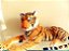 TIGRE ANTI - ALÉRGICO - Imagem 1