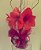 AMARILIS - Imagem 1