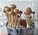Psilocybe Cubensis Golden Teacher, desidratados, 10g (Amostra Etnobotânica) - Imagem 2