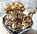 Psilocybe Cubensis Golden Teacher, desidratados, 10g (Amostra Etnobotânica) - Imagem 1