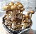 Psilocybe Cubensis Golden Teacher, desidratados, 1g (Amostra Etnobotânica) - Imagem 1