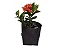 Mini Ixora Vermelha - Caixa com 15 unidades - Imagem 2