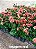 Mini Ixora Vermelha - Caixa com 15 unidades - Imagem 3