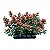 Mini Ixora Vermelha - Caixa com 15 unidades - Imagem 1