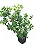 Ficus Australiano - 50 a 70 cm - Imagem 1