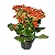 Kalanchoe - Pote 11 - Imagem 1