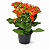 Kalanchoe - Pote 11 - Imagem 1