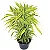 Bambu da Sorte Variegata - 70 cm a 1 metro - Imagem 1