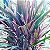 Dracena Cordyline Pena de Índio - 80 cm a 1 metro - Imagem 3