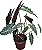 Alocasia Amazônica - 25 a 40 cm - Imagem 1