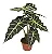 Alocasia Amazônica - Pote 17 - Imagem 1