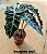 Alocasia Amazônica - Pote 17 - Imagem 2