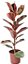 Arranjo de Ficus Elástica Rubi no Vaso de Polietileno - Imagem 2