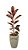 Arranjo de Ficus Elástica Rubi no Vaso de Polietileno - Imagem 1