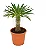 Palmeira de Madagascar - Pote 19 - Imagem 1