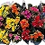 Kalanchoe ou Calandiva Pote 11 - Caixa com 10 unidades (Cores Variadas) - Imagem 2