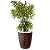 Arranjo com Pleomele Variegata - 1,20 a 1,50 metros - Imagem 1