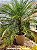 Palmeira Fênix - 1,60 a 2,00 metros - Imagem 3