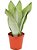 Sansevieria Trifasciata Moonshine - 30 a 40 cm - Imagem 2