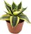Sansevieria Trifasciata Golden Hahnii - 20 cm - Imagem 2