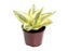 Sansevieria Trifasciata Golden Hahnii - 20 cm - Imagem 1