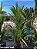 Palmeira Laca - 1,80 a 2 metros - Imagem 1