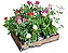 Mini Roseira - Caixa com 12 unidades - Imagem 1