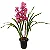 Orquídea Cymbidium Rosa - Pote 18 - Imagem 1