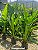 Palmeira Ravenala - 70 cm a 1 metro - Imagem 2