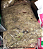 Musgo Sphagnum Desidratado - 3 litros - Imagem 2