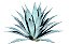 Agave Americana ou Agave Azul - Imagem 1