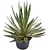 Agave Angustifolia ou Piteira do Caribe - 40 a 50 cm - Imagem 1