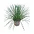 Agave Palito - 40 a 50 cm - Imagem 1