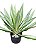 Agave Variegata - 40 cm - Imagem 1