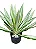 Agave Variegata - 40 cm - Imagem 1