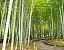 Bambu Mosso - Imagem 2