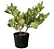 Clúsia Variegata - 80 cm - Imagem 1