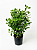 Clúsia Verde - 40 a 60 cm - Imagem 1